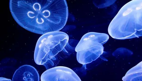 Sealife Moon Jellyfish Aurelia Aurita4