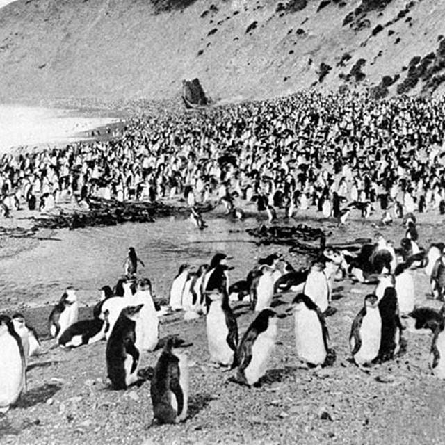 Penguins on Antarctic Beach