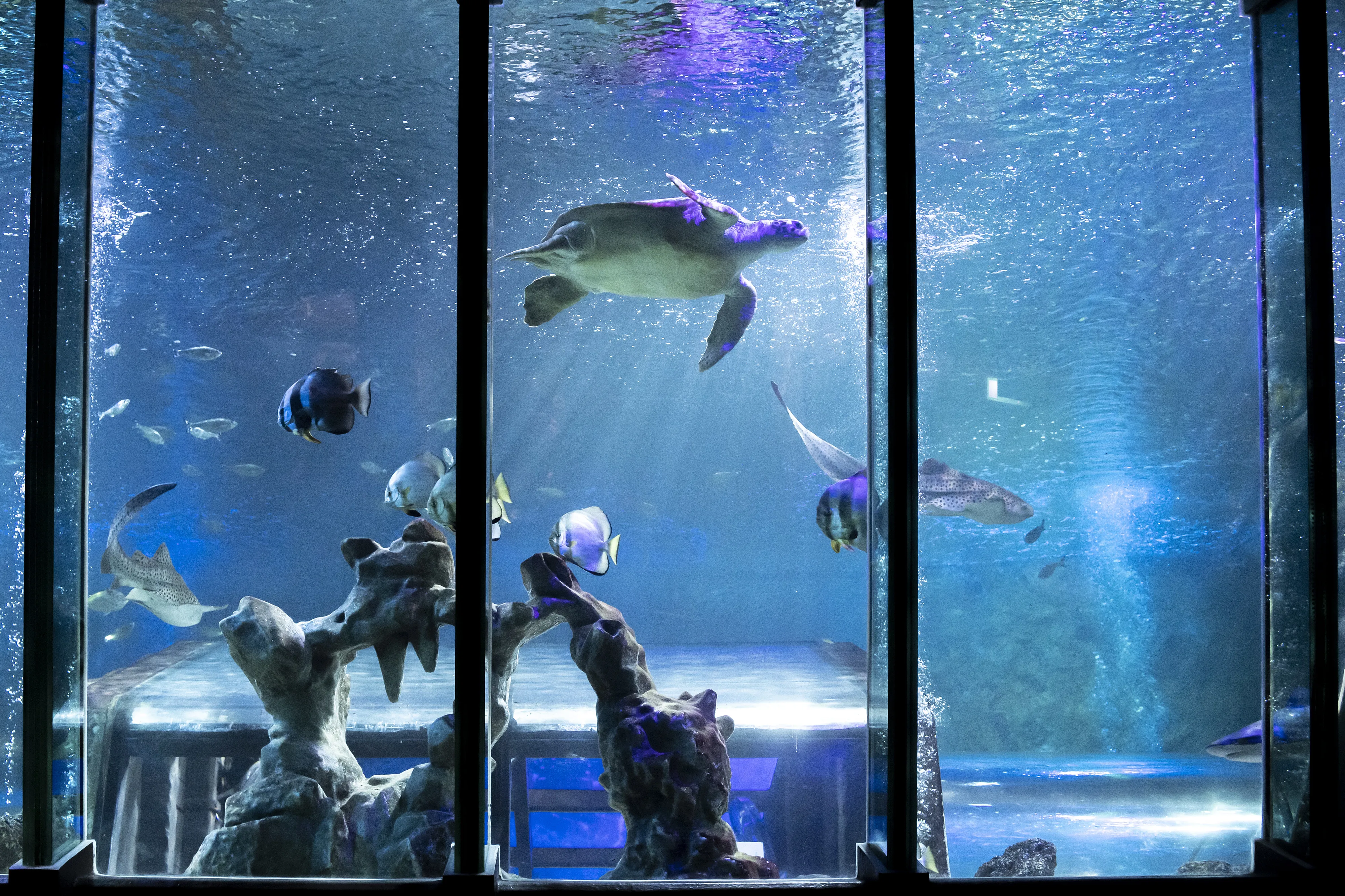 Local Blackpool Aquarium | SEA LIFE Blackpool