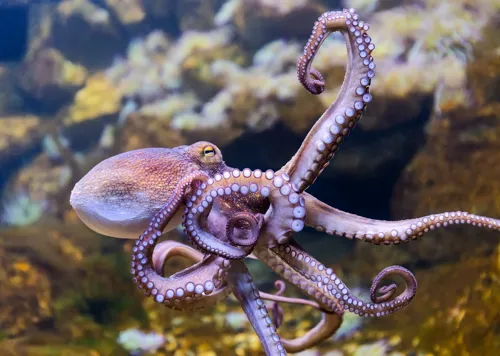 Octopus swimming through reef