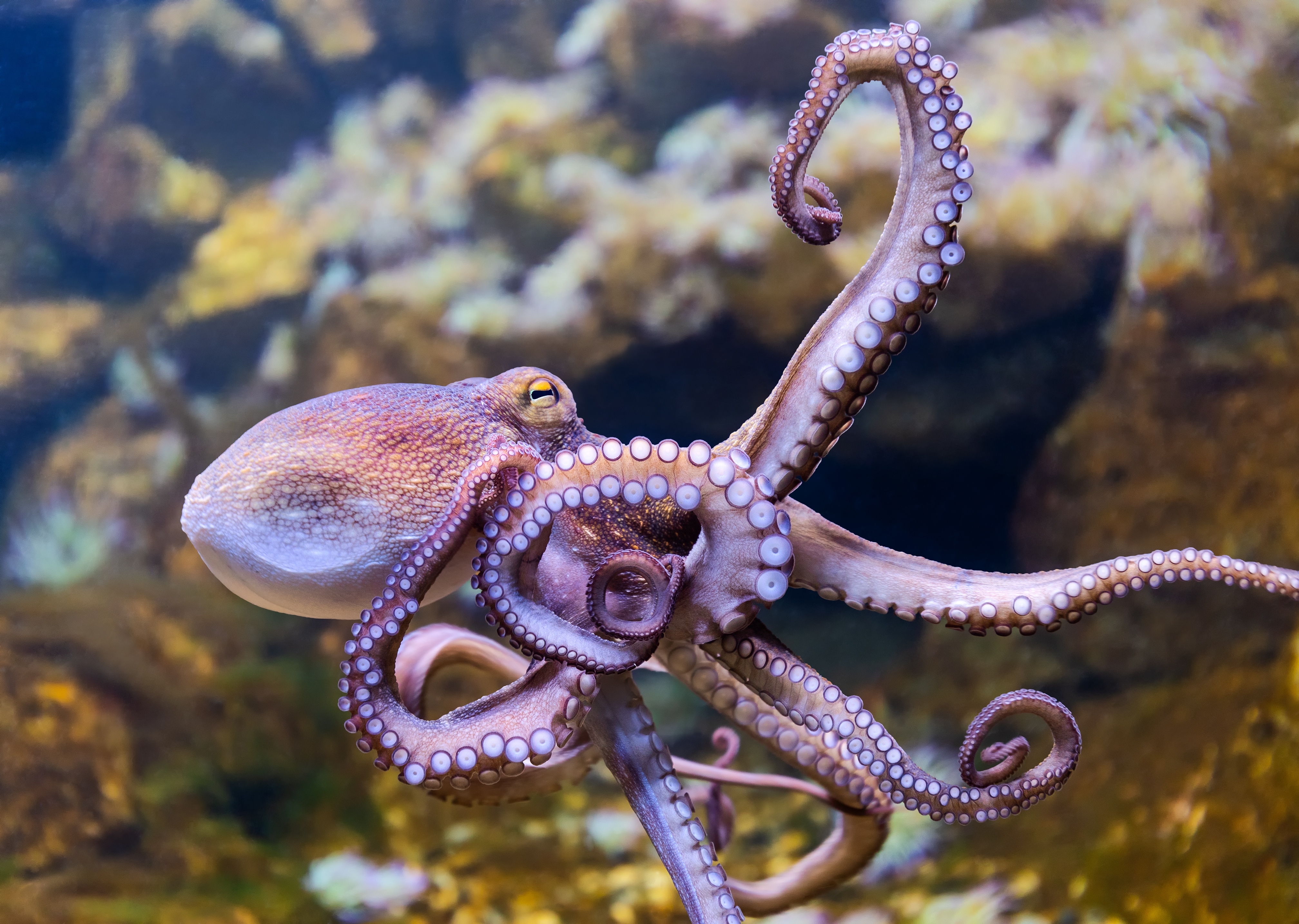 Octopus swimming through reef