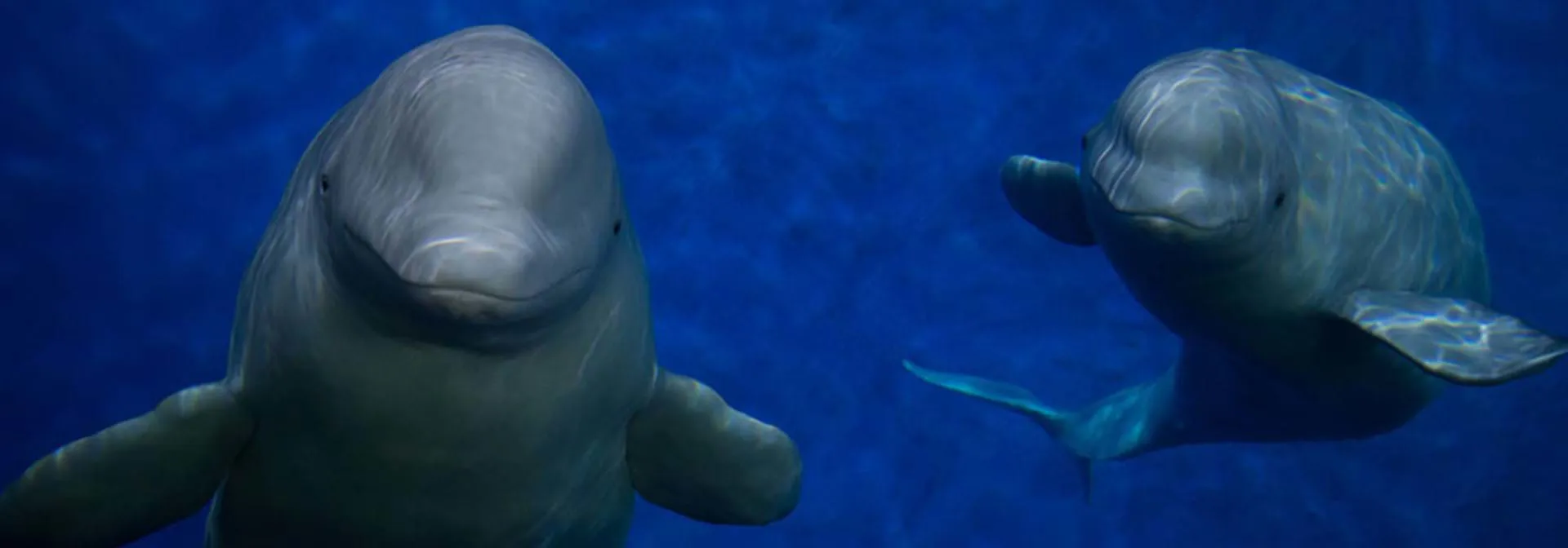 Beluga whales