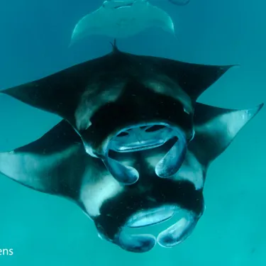 Two Piggy Back Feeding Chevron Reef Manta Rays 1920X1278