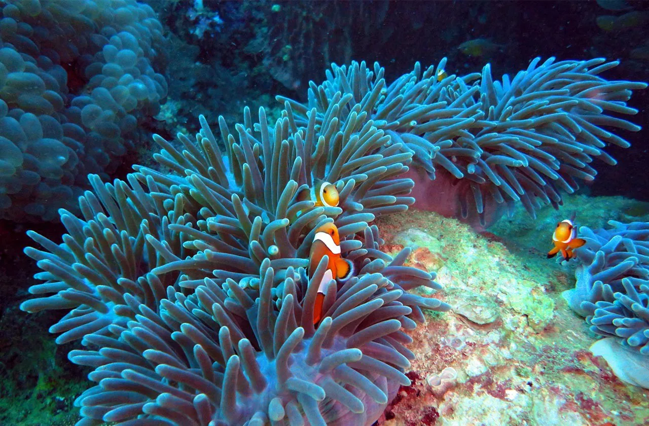 Clownfish