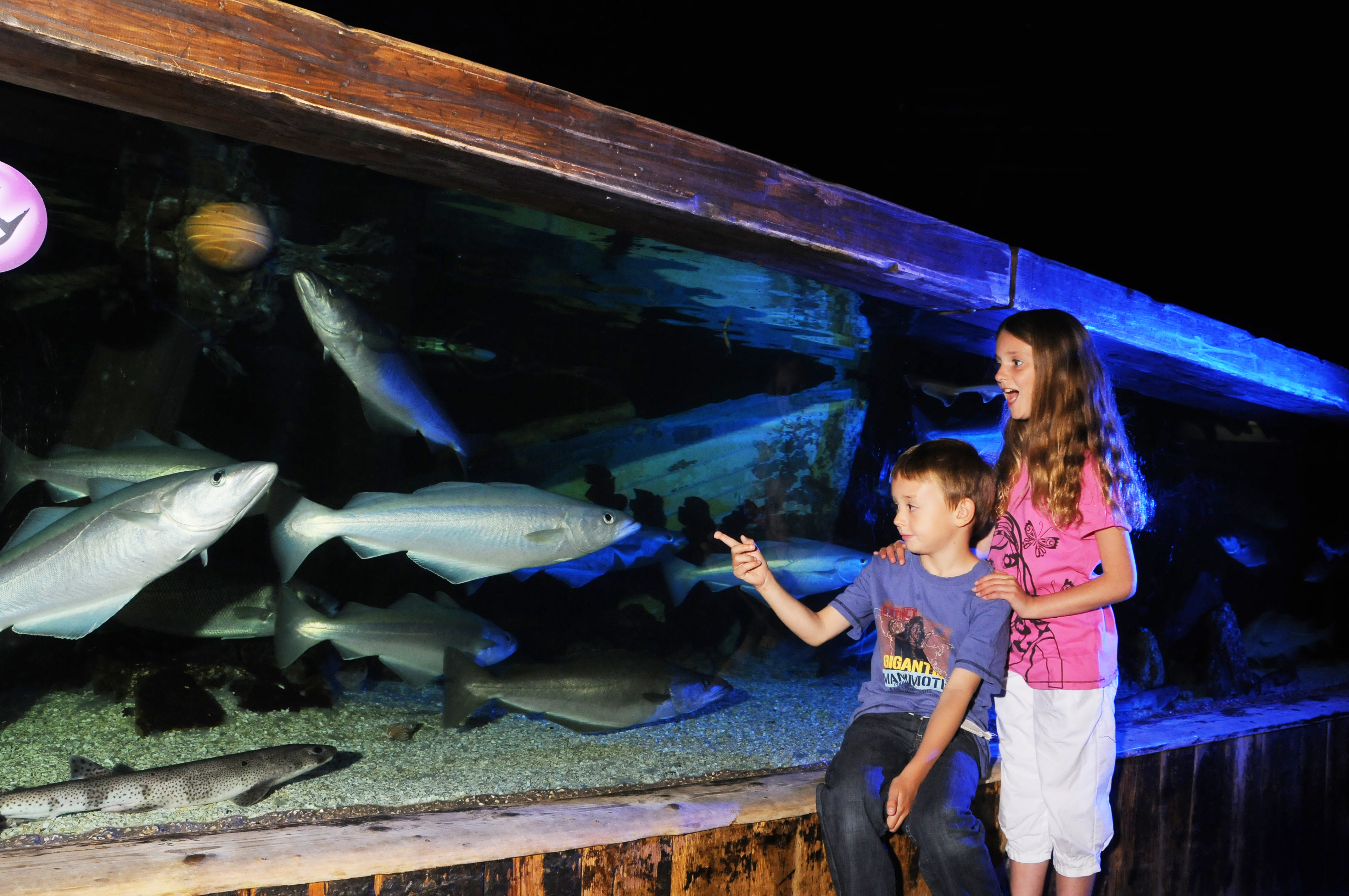 Boy and girl looking at fish in the aquarium SEA LIFE