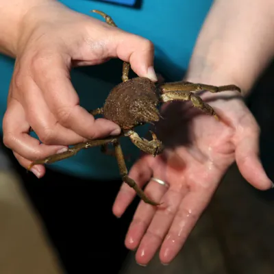 Hermit Crab