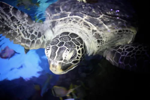 Green sea turtle