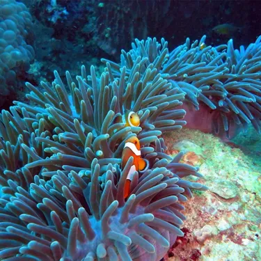 Sea Bed Clown Fish