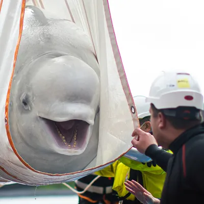 Beluga Transport