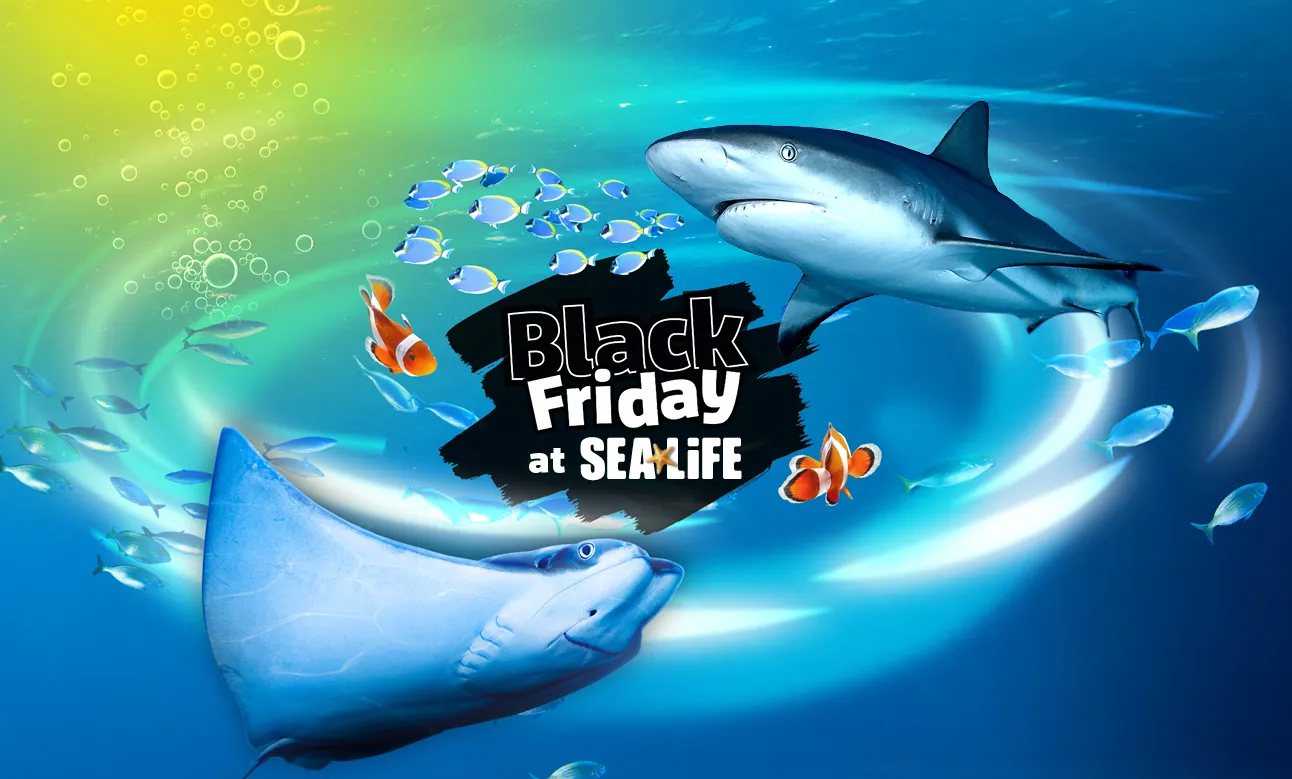 Black Friday Web Banners Words