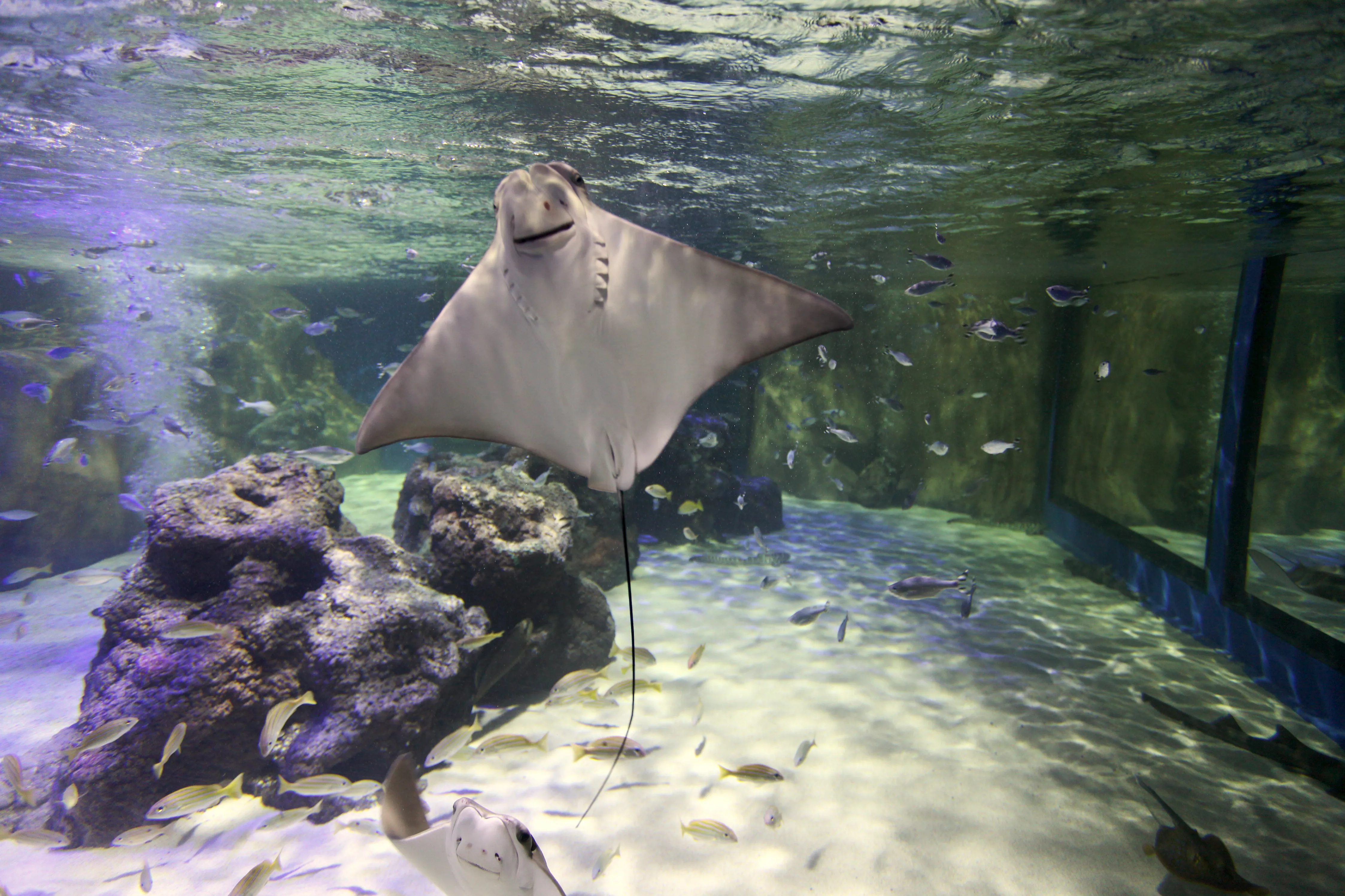 Stingray swimming at SEA LIFE