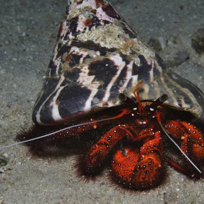 6872 Dardanus Megistos