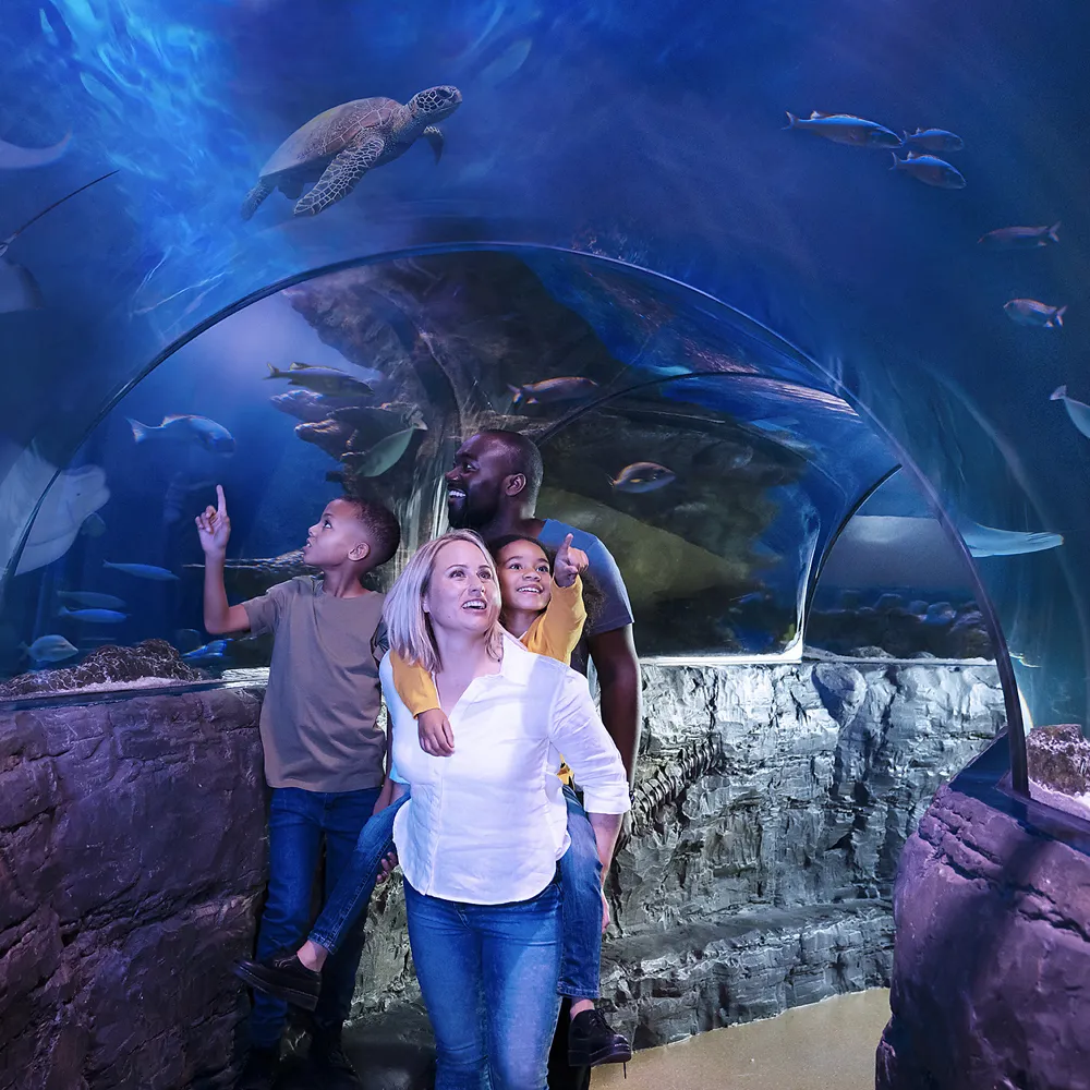 Local Blackpool Aquarium | SEA LIFE Blackpool