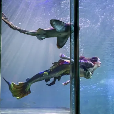 AD Mermaids 017