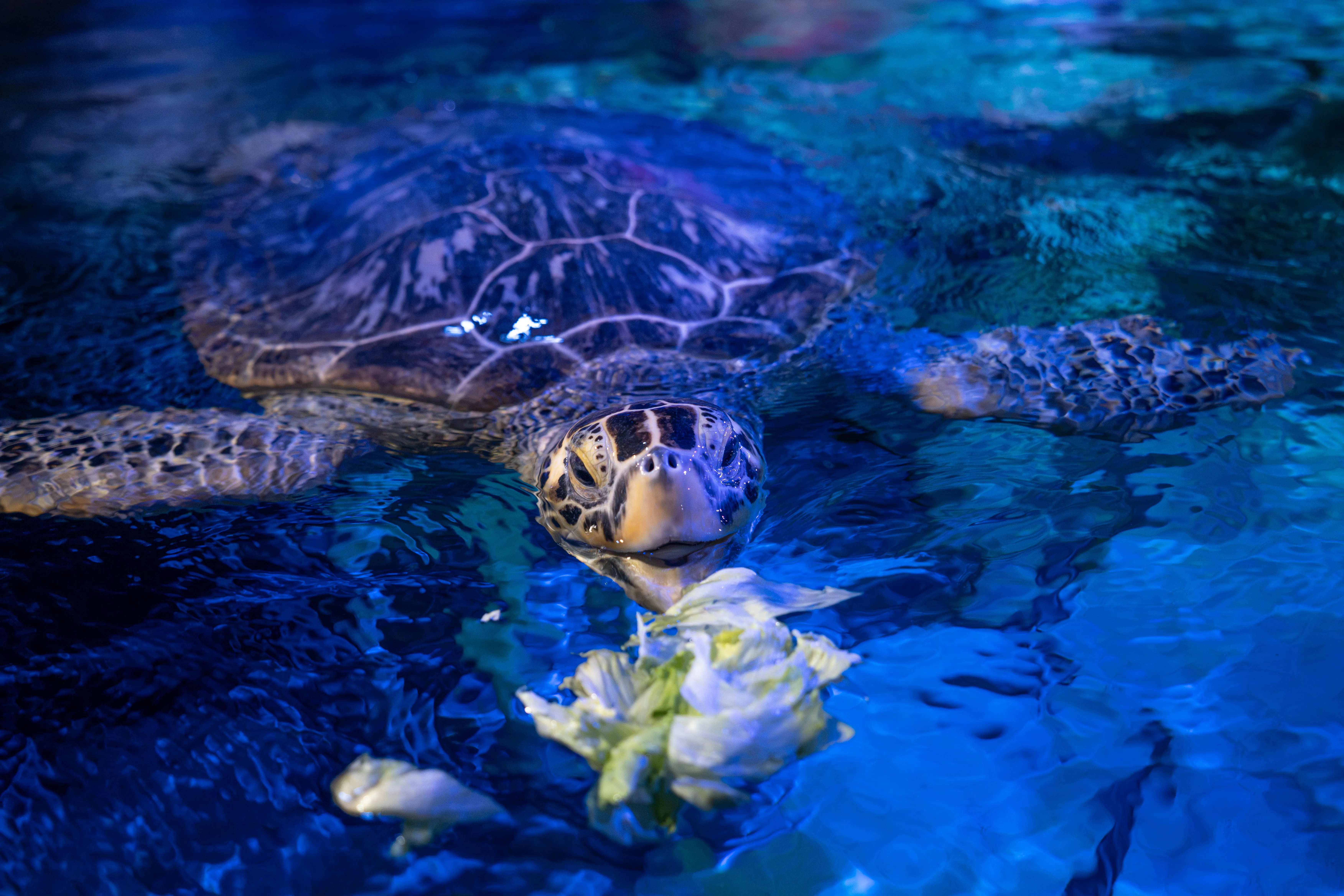 Turtle Feeding (10)