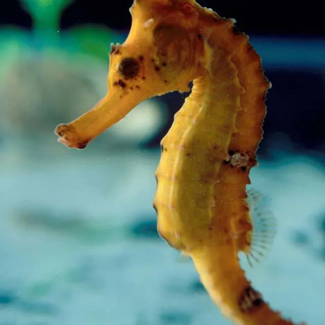 Brazilian Orange Seahorse