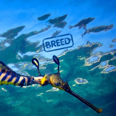 Breed Seadragons