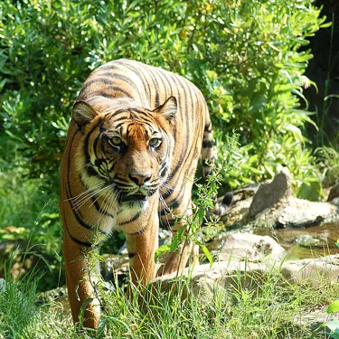 Sumatraanse Tiger