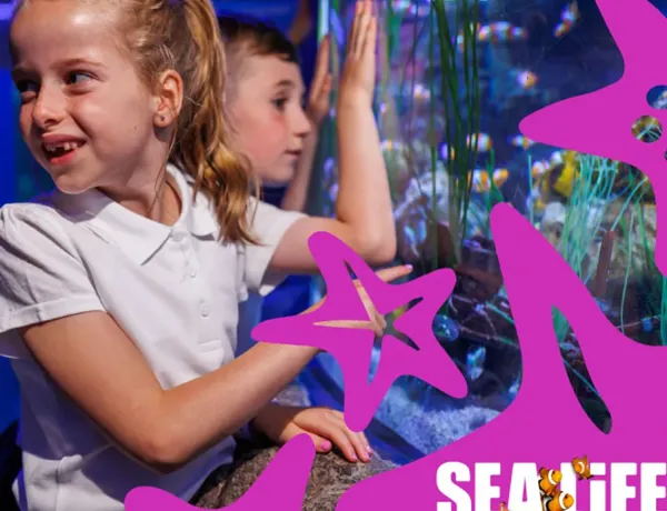Web Schools Image Starfish 742X668px