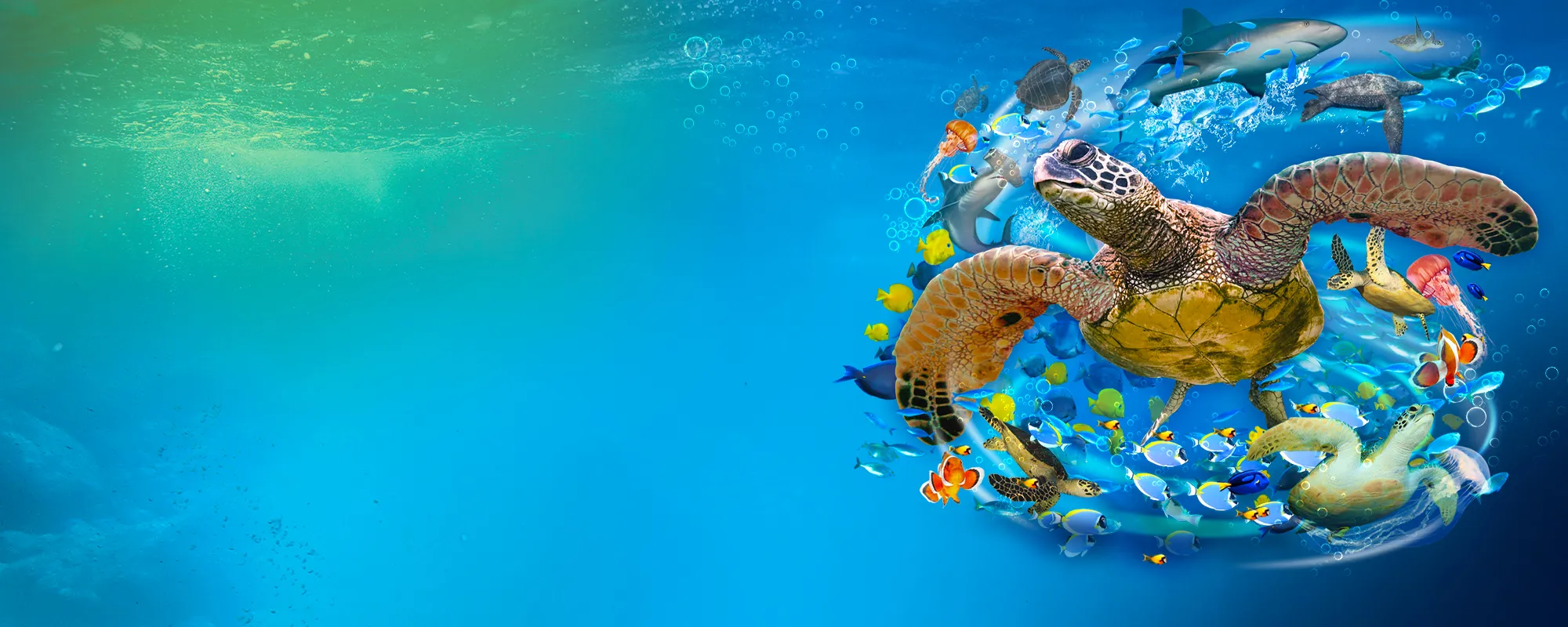 SEALIFE GREAT TURTLE ODYSSEY Digi Hdr Homepage Header 2000X800px
