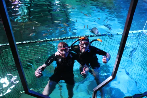 Snorkelling with the Sharks experience