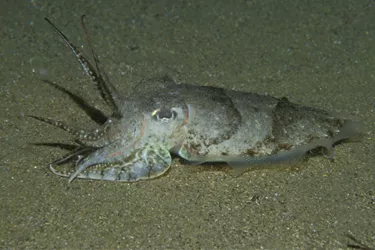 SEA LIFE Cuttlefish