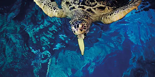 Turtle Feeding Experience
