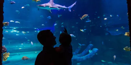 Shark Tank Silhouette2