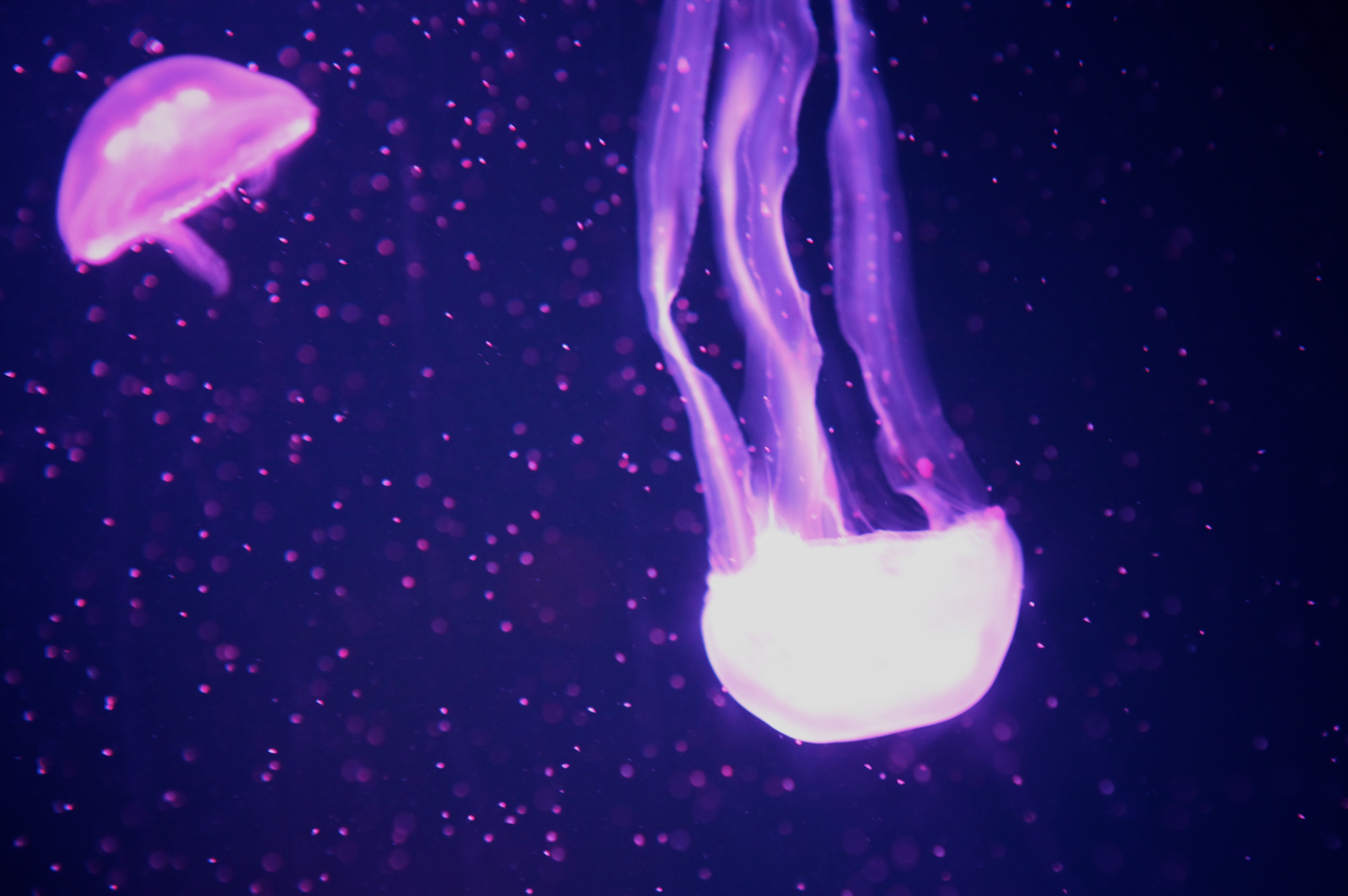 SEA LIFE Jellyfish