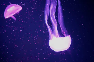 SEA LIFE Jellyfish