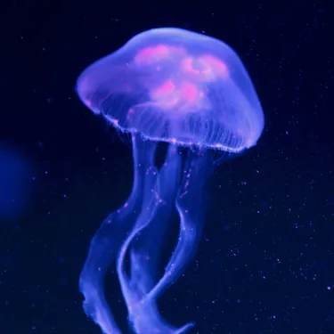 Jellyfish Purple