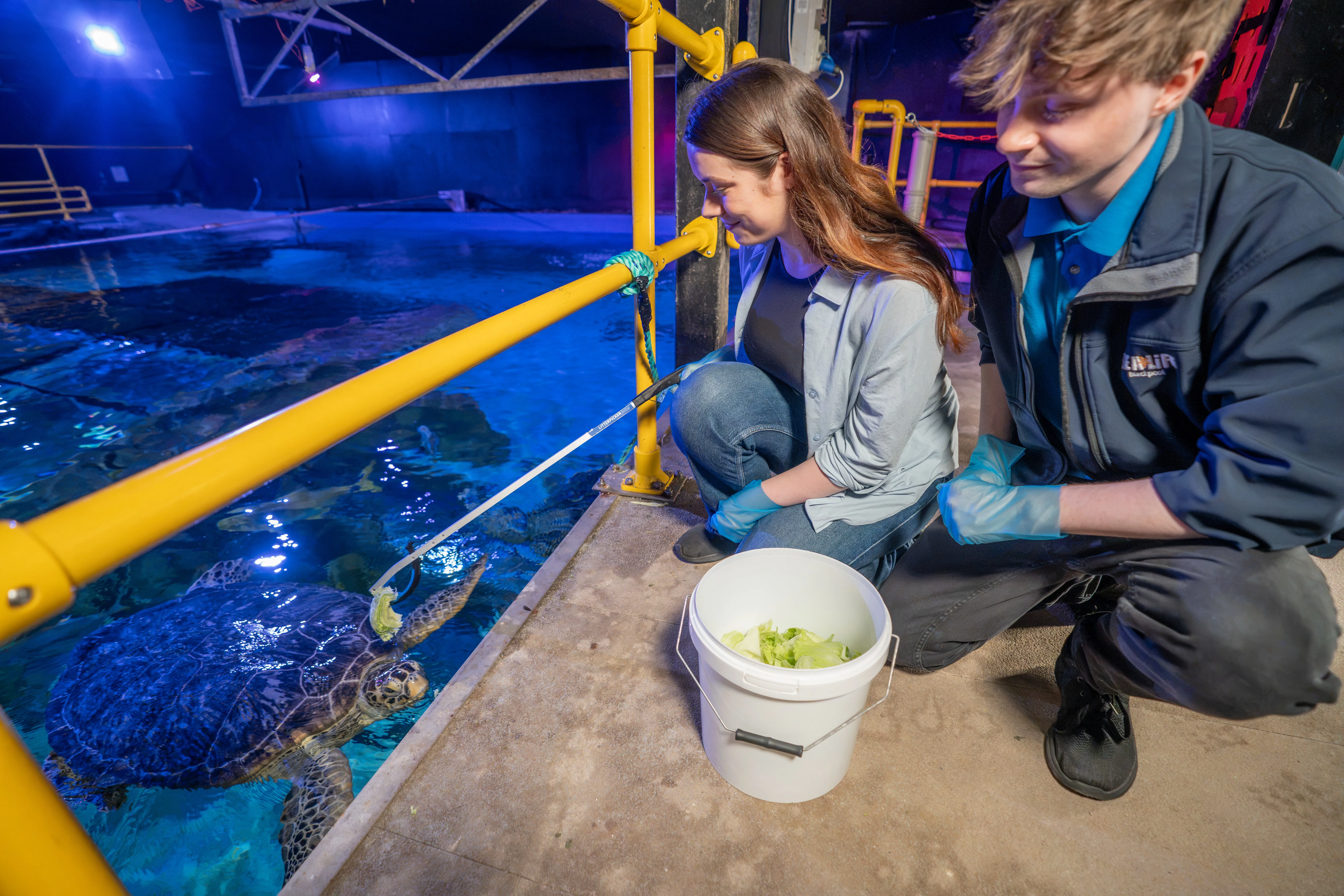 Turtle Feeding (2)