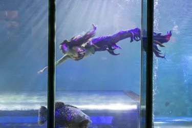 Performance mermaid swimming in SEA LIFE Blackpool ocean display