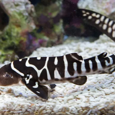 Shark Baby at the Shark Nursery at SEA LIFE