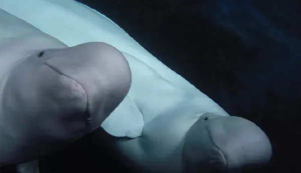 Beluga whale sanctuary - The SEA LIFE Trust