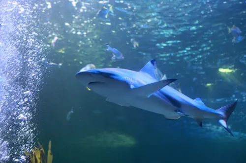 Black Tip Shark