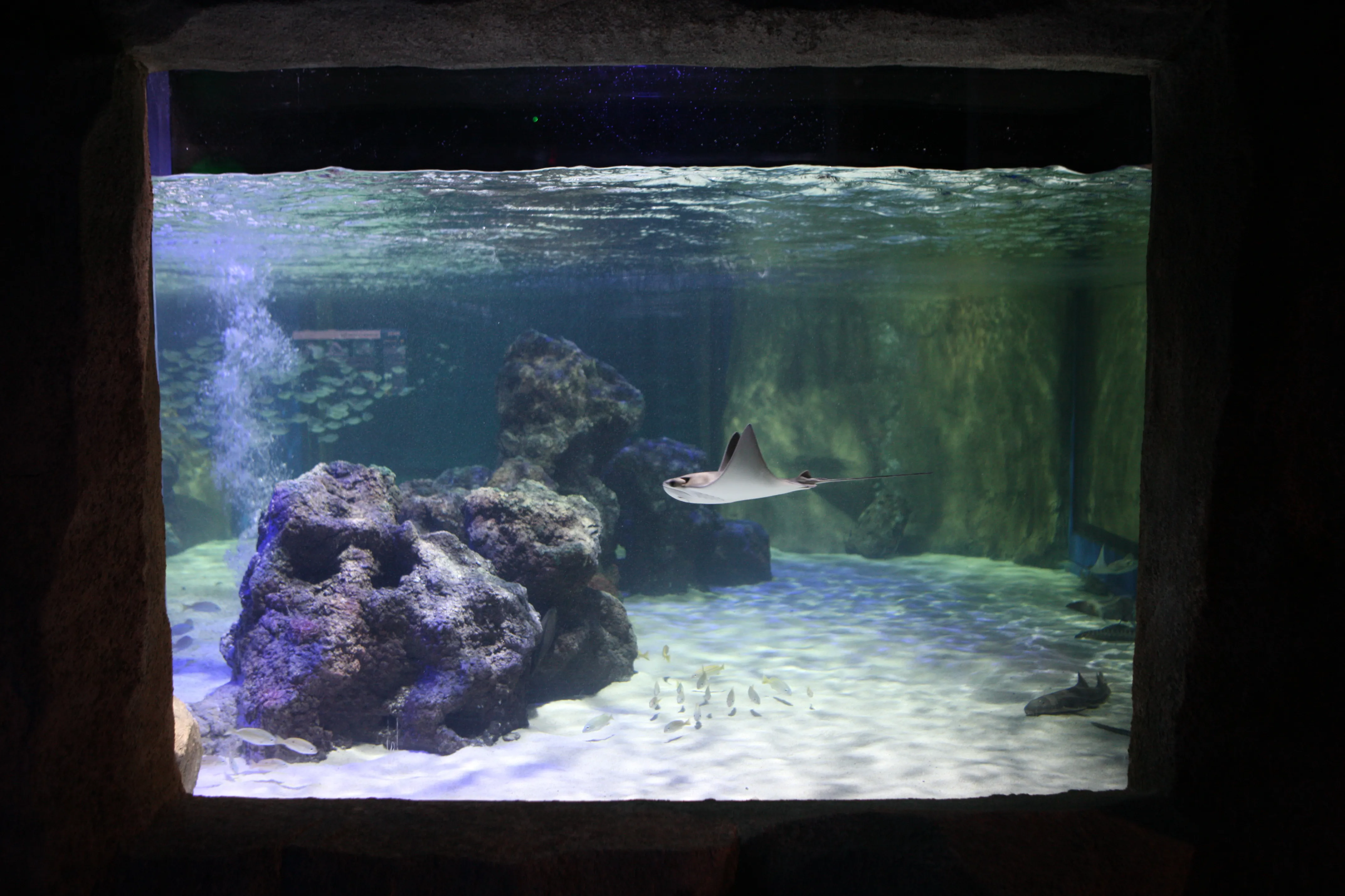 Stingrays at SEA LIFE