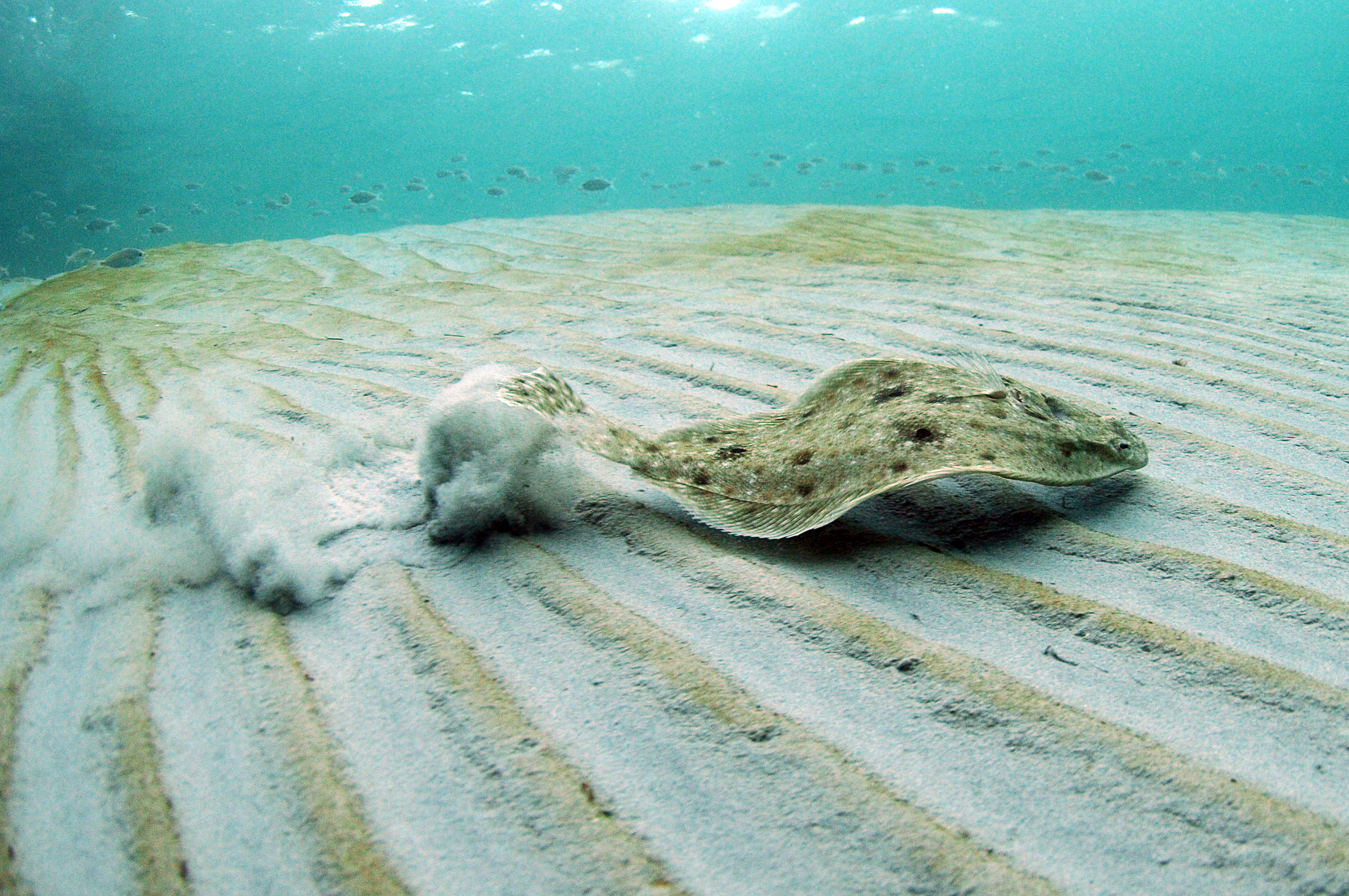 Flounder fish swimming along seabed