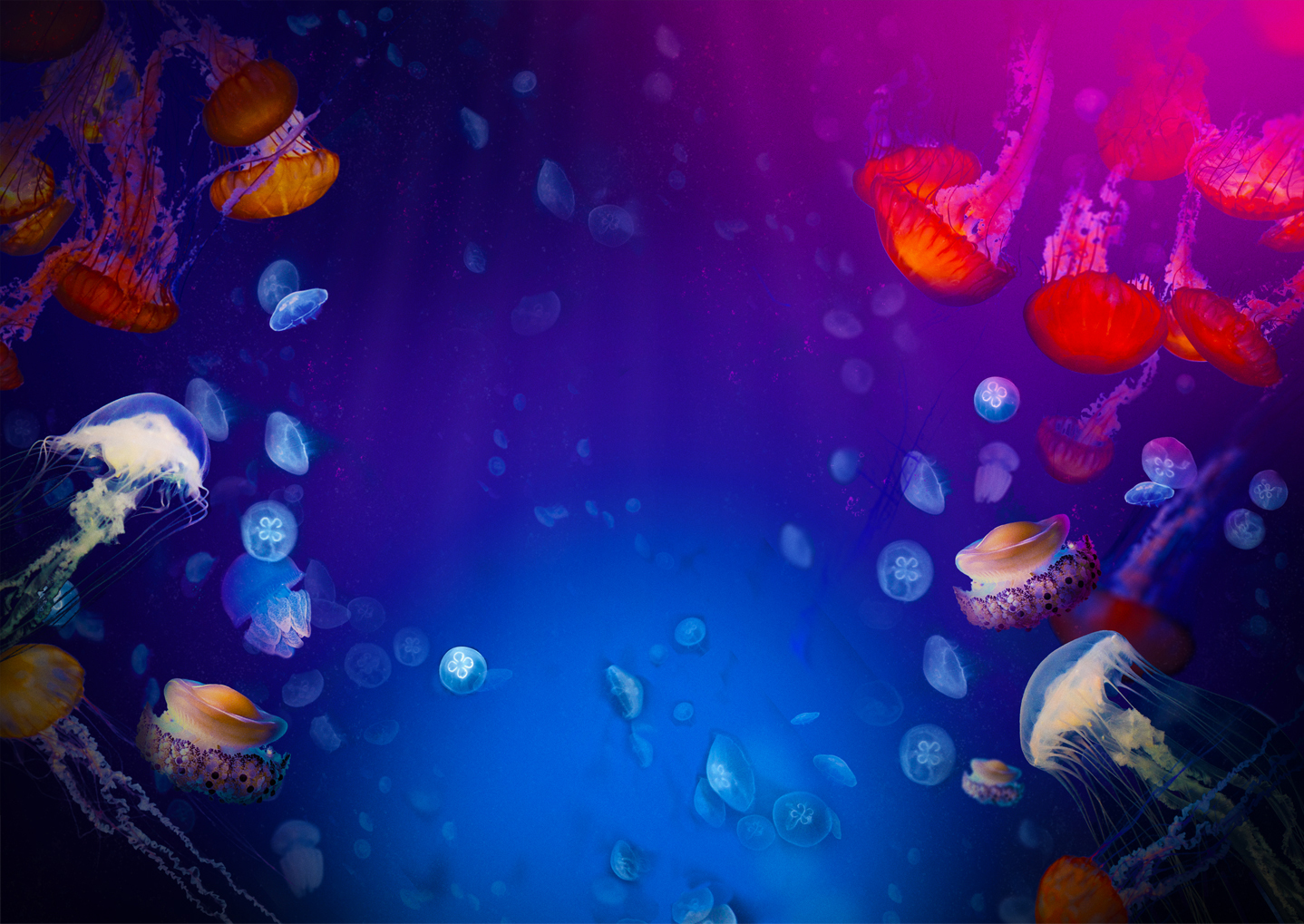 Jellyfish background image