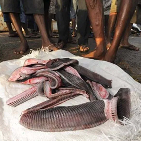 Oceanic Manta Ray Rakers