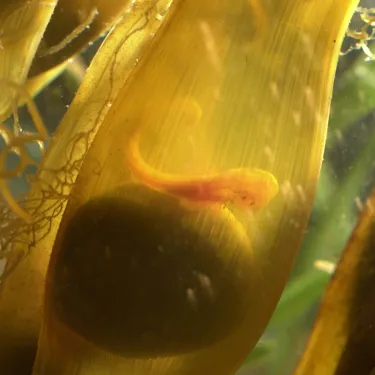 Shark Egg Case at the Shark Nursery SEA LIFE
