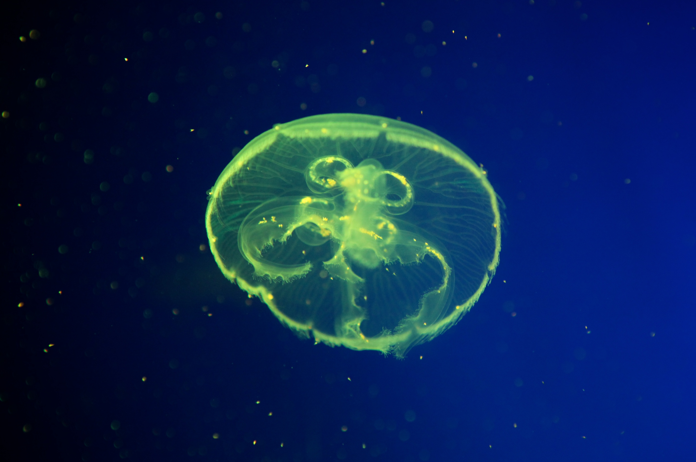 Jellyfish at SEA LIFE