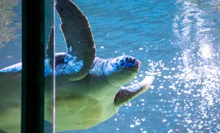 SLB Quiet At The Aquarium Image