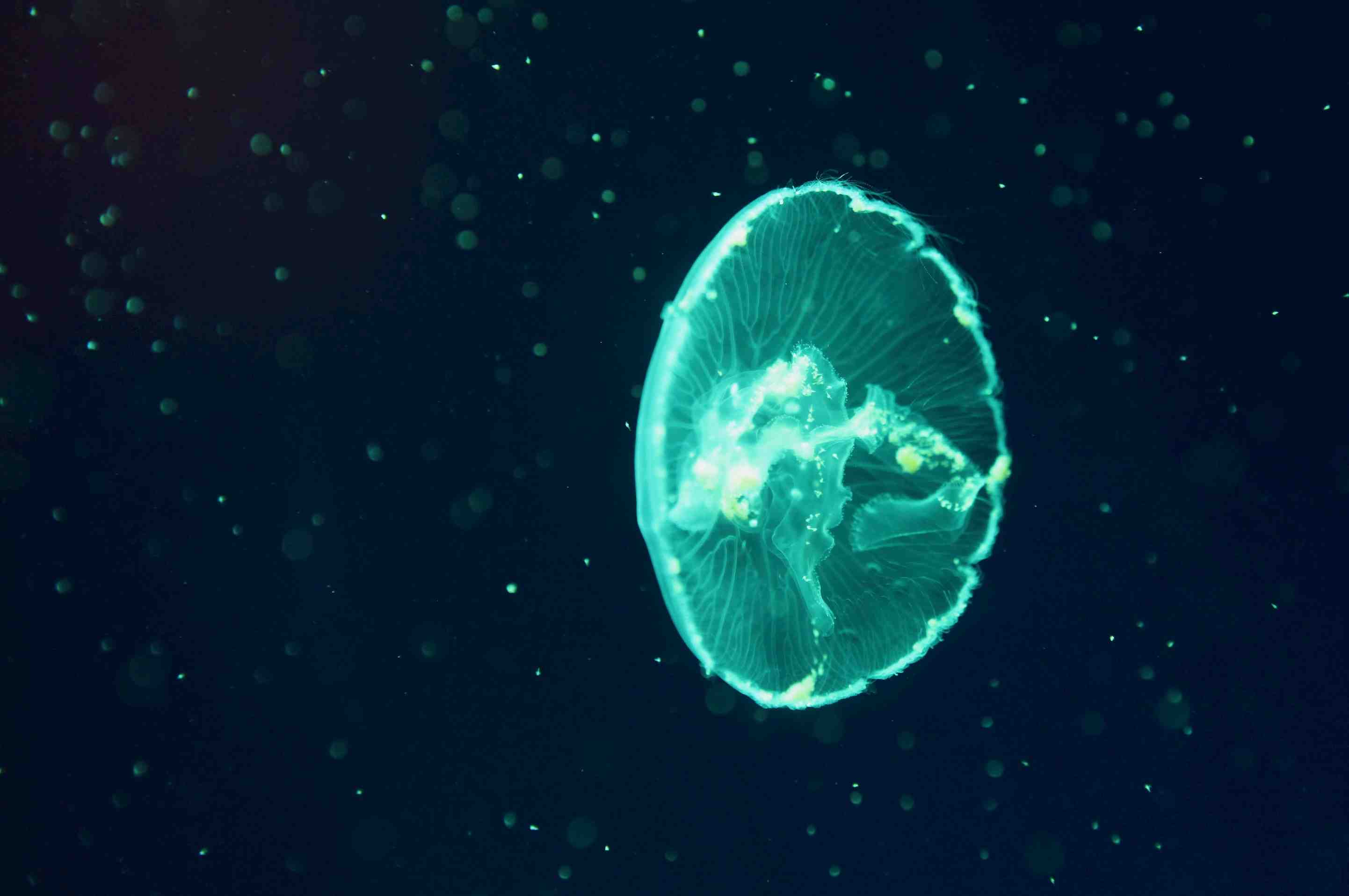 Turquoise Jellyfish