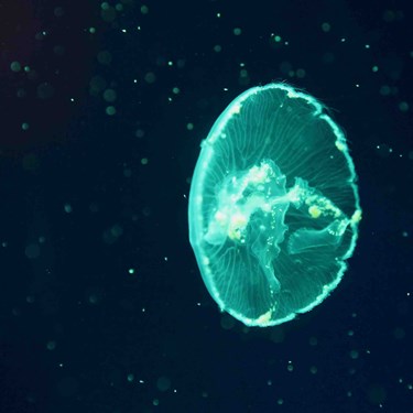 Turquoise Jellyfish
