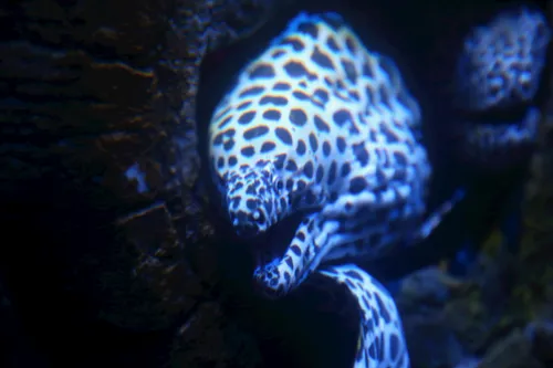 Moray eel appearing from hiding place