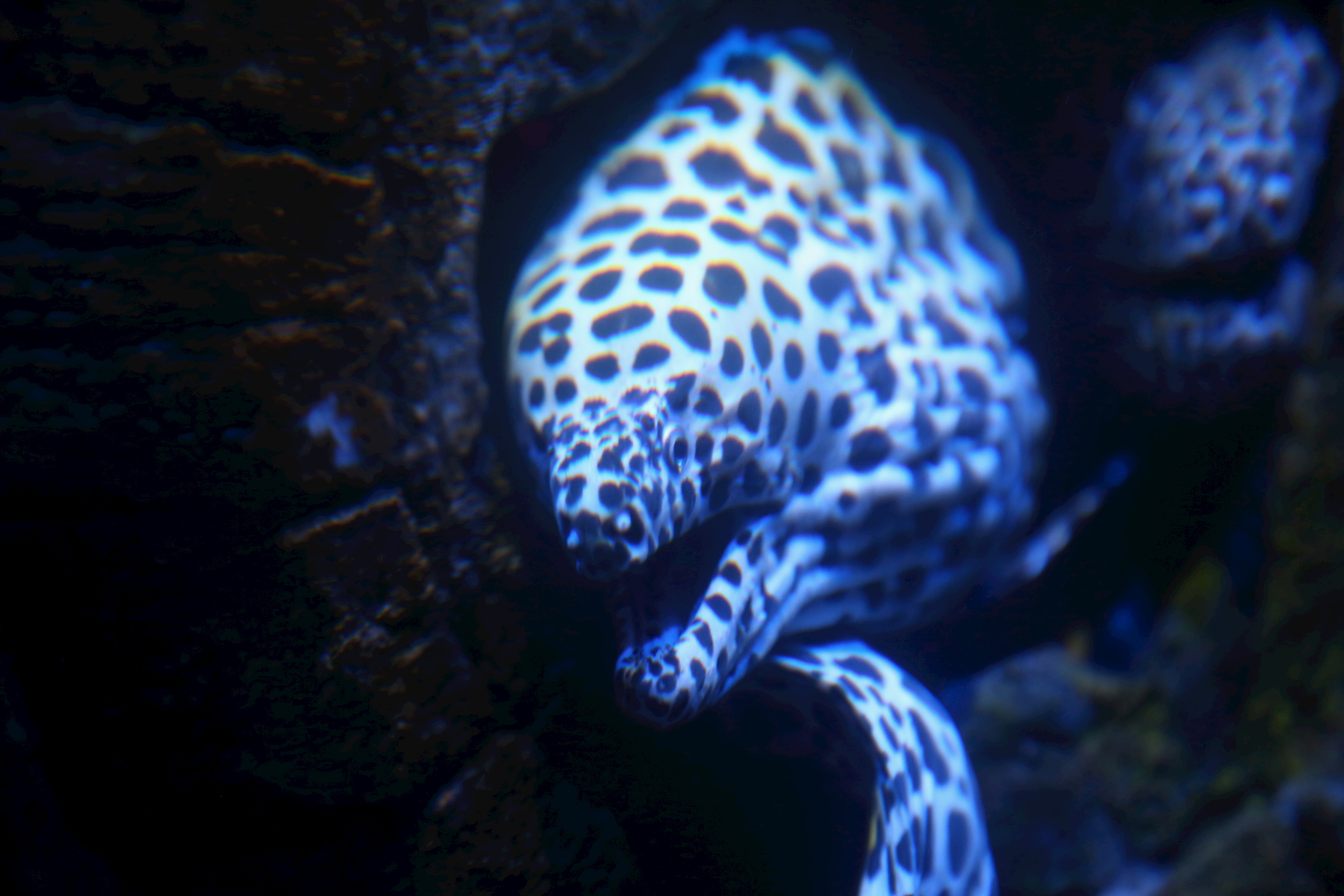 Moray eel appearing from hiding place