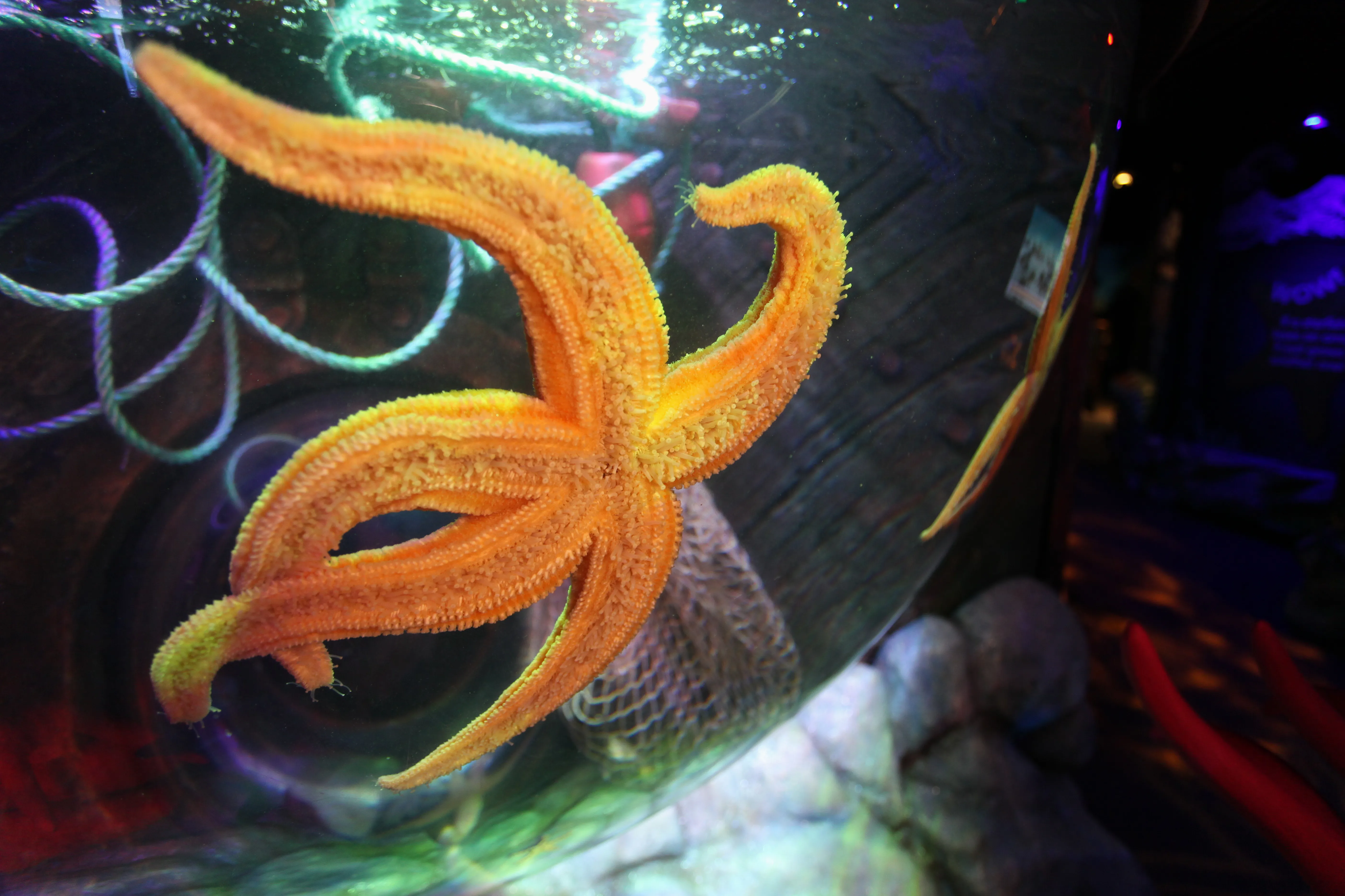 9 Cool Facts About Starfish