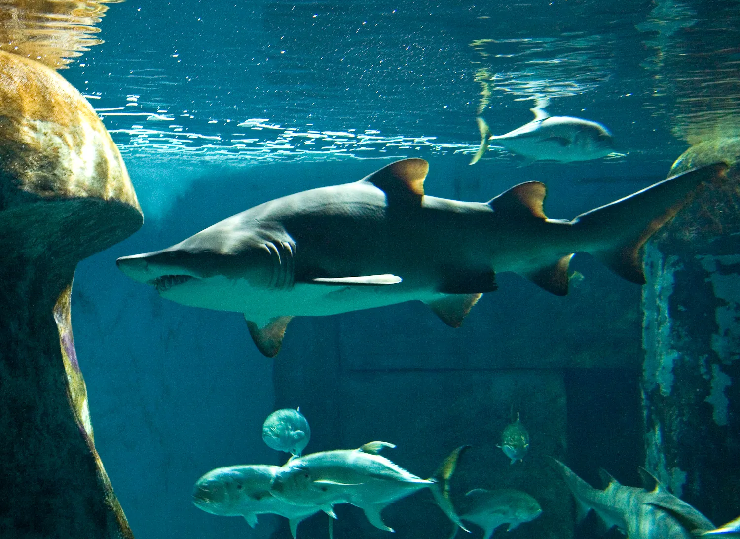 Sand Tiger Shark