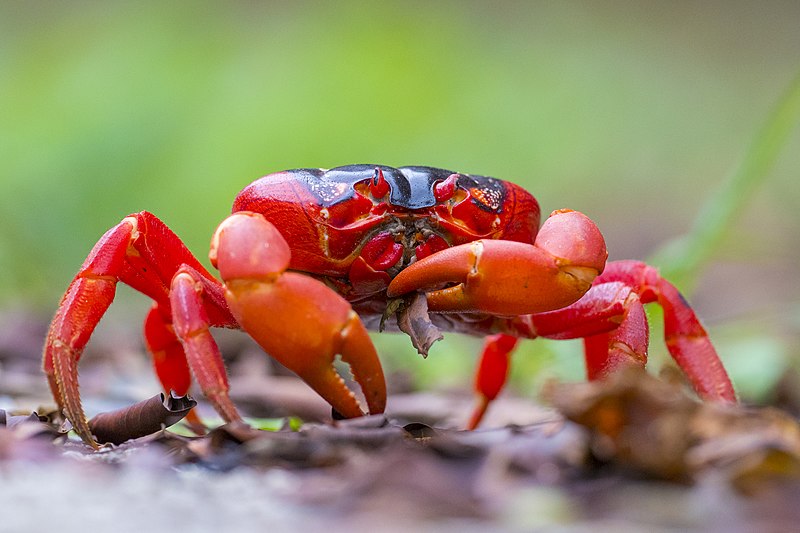 Red crab in its natural habitat